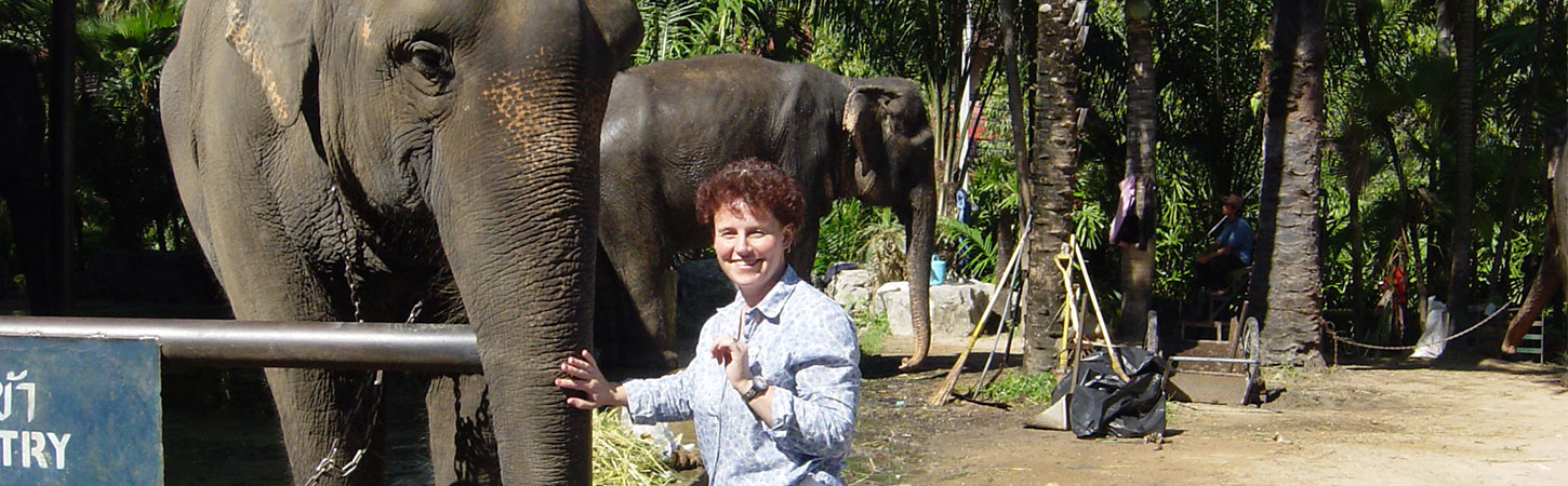 Thailand Elephant  project